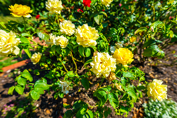 Yellow roses